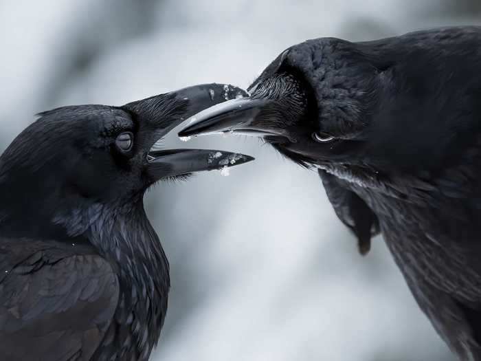 Shane Kalyn captured the moment when, after preening each other