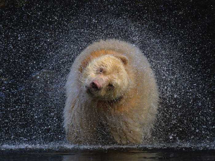 Crouching low in a remote rainforest in British Columbia, Michelle Valberg waited for this Kermode bear to surface from the water and shake water off of its coat, sending droplets hurdling through the air.