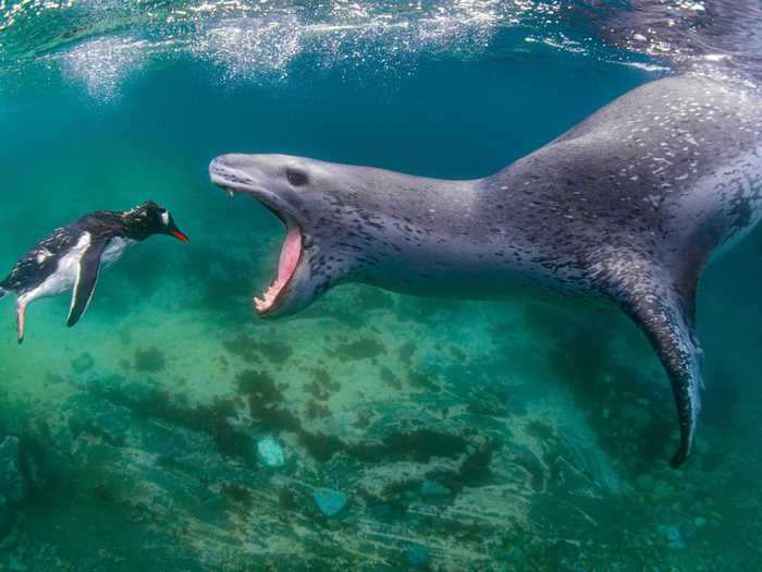 Amos Nachoum was diving off the coast of Antarctica when he captured the moment a leopard seal closed in on its prey: a Gentoo penguin.
