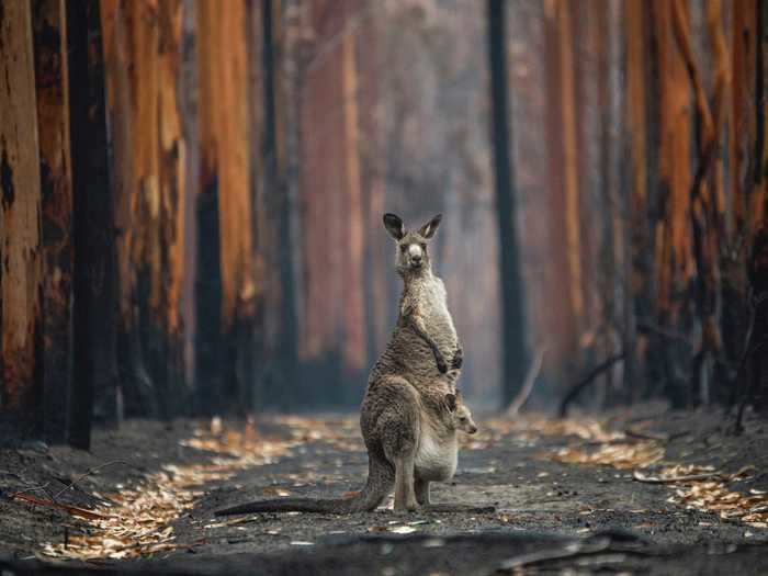 Jo-Anne McArthur captured this Grand Prize-winning image of a kangaroo standing amid ashes with a joey in her pouch after a bushfire ravaged a eucalyptus plantation in Mallacoota, Australia.