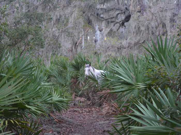 In Cumberland Island National Seashore off the coast of Georgia, a flat, easy trail winds past ruins through forests filled with wild horses and armadillos.