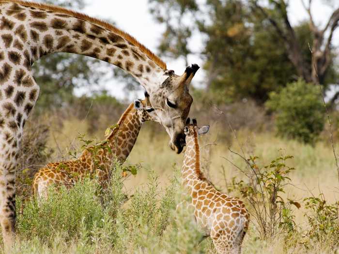 "Wind your neck in" means to mind your own business.