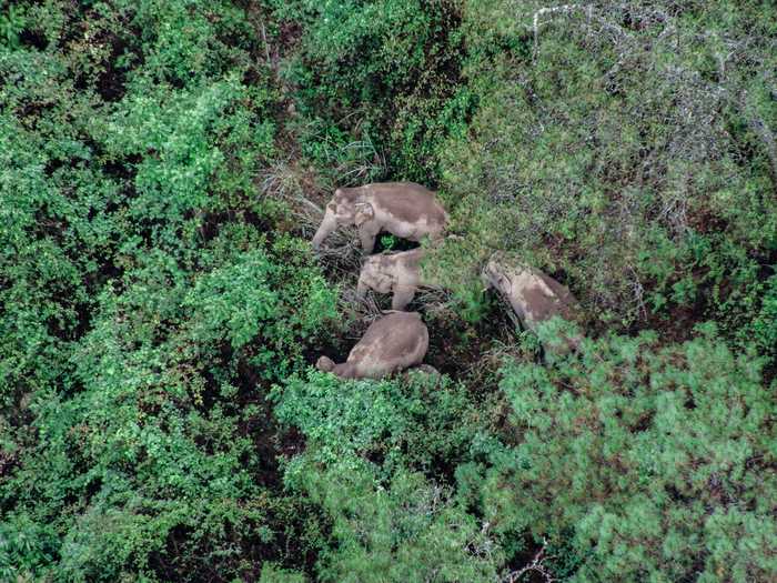 "What possibly happened here is that in their search for new habitat, they got lost along the way and kept going," Nilanga Jayasinghe told the AP.