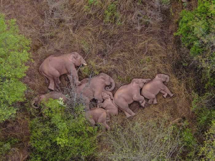 The herd took a moment to rest on Monday, June 7, in Jinning District of Kunming.