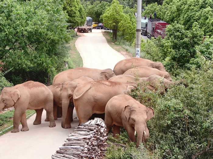 Authorities are monitoring the Asian elephants - an endangered species - and have prepared tons of food, like corn and pineapples, to help the herd pivot away from residential areas.