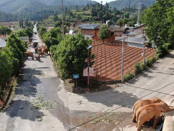 The herd, which has three calves, has been raising havoc during the 300-mile journey. They have knocked on people