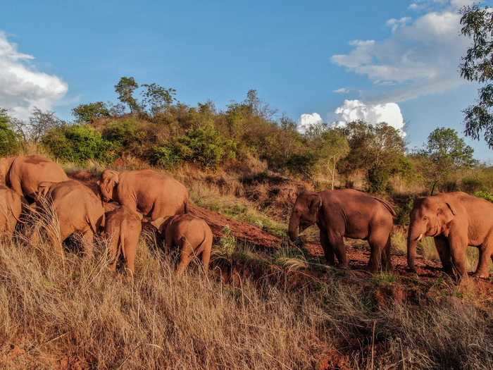 The 15 lost elephants have traveled hundreds of miles over the past year after leaving their protected reserve in Yunnan province in southwest China.