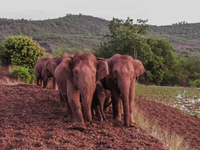 Drones are tracking the journey of a wild herd of elephants across southwest China.