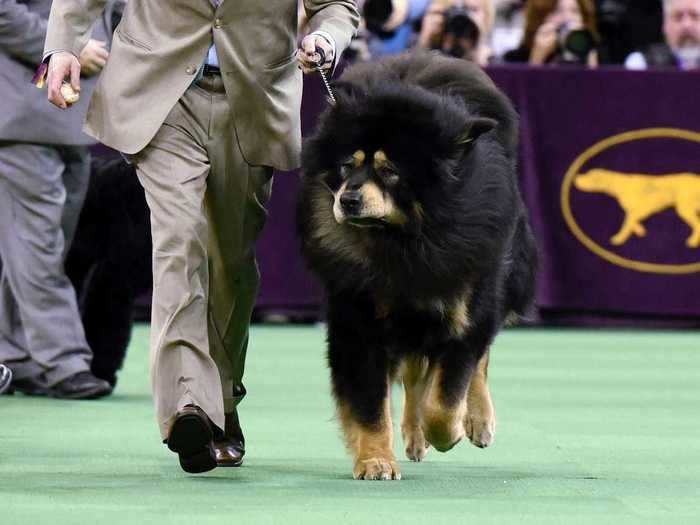 Mastiffs also have yet to win big at Westminster.