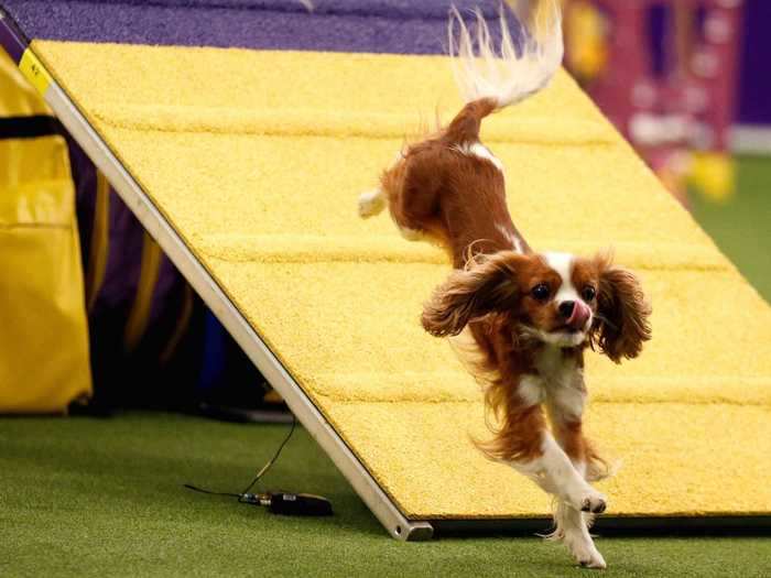 The Cavalier King Charles spaniel is the 18th most popular breed in the US, yet it has never won Best in Show - or even Best of Group - at Westminster.