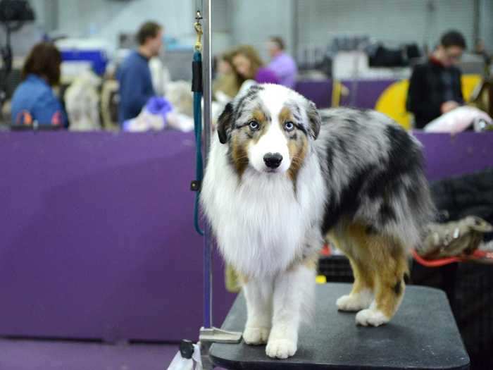 Australian shepherds are the 15th most popular dog in the US, yet they