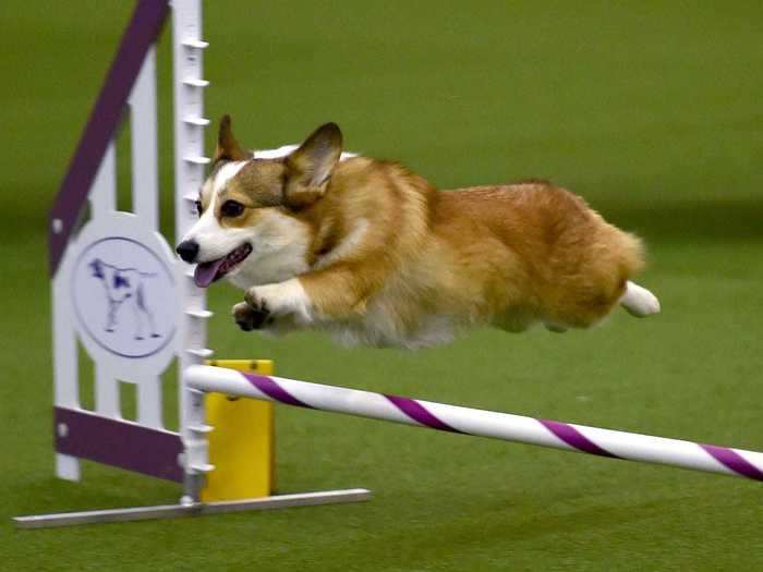 The Pembroke Welsh corgi can count Queen Elizabeth II among its fans. Westminster? Not so much.