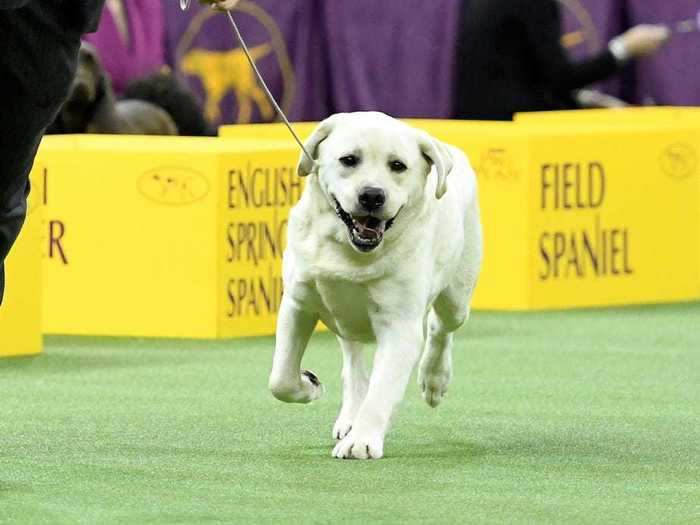 Labradors are the most popular dog in the US, but they