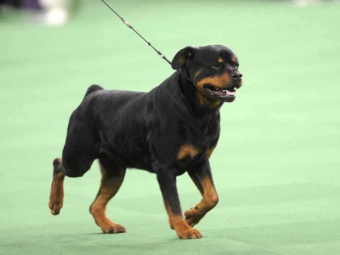 In 2018, a number of prominent dog breeders told the Washington Post that dogs whose ears and tails had not been cut off were at a disadvantage at Westminster.