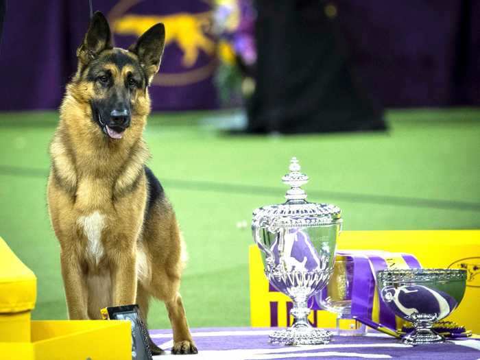 In 2018, a Reuters report found that male dogs win almost twice as much as female dogs at Westminster.