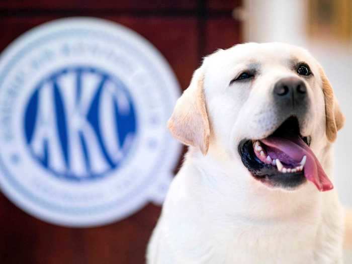 A New York Times report in 2013 revealed numerous scandals within the American Kennel Club (AKC), the governing body for the Westminster Dog Show.