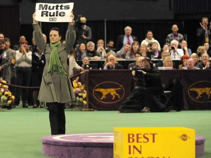 Two PETA members stormed the stage at Madison Square Garden during the Westminster Dog Show finals in 2010.