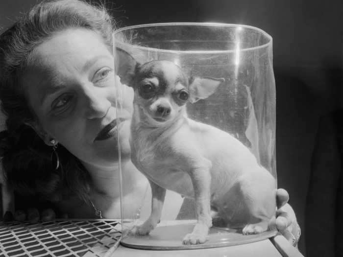 This Chihuahua, Nina Mia Vi, was so small that he was placed in a plastic case to shelter him from the drafts inside Madison Square Garden.