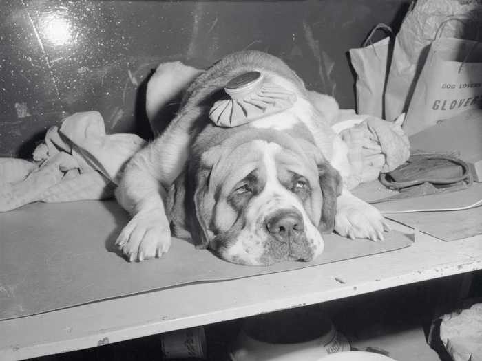 Orion of Dolomount, a St. Bernard, was dog tired and needed an ice pack after the judging that year.