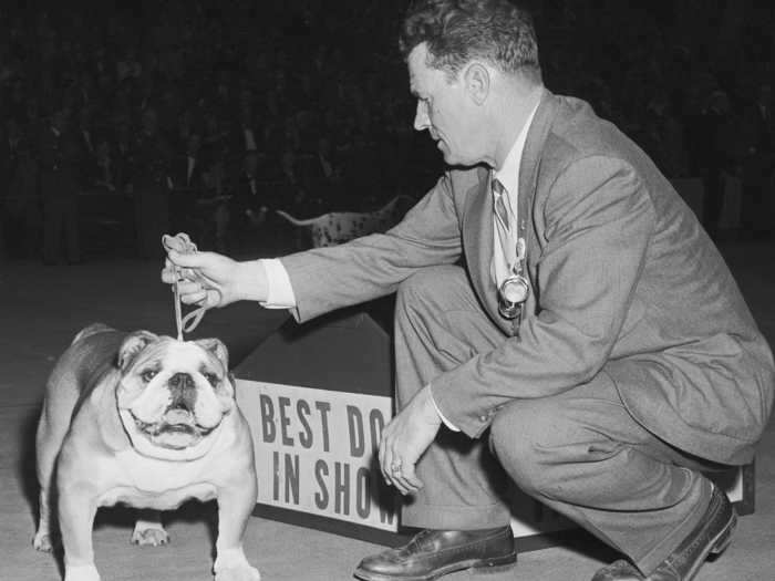 In 1955, Kippax Fearnot was crowned Best in Show, making him the second-ever bulldog to take it home.
