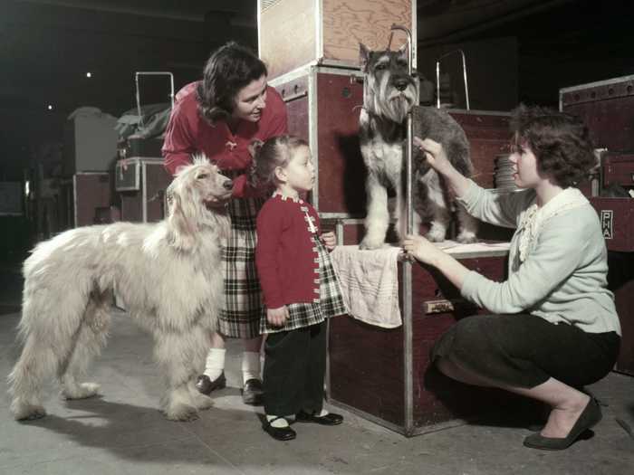Owners shared grooming tips behind the scenes at the 1957 show.