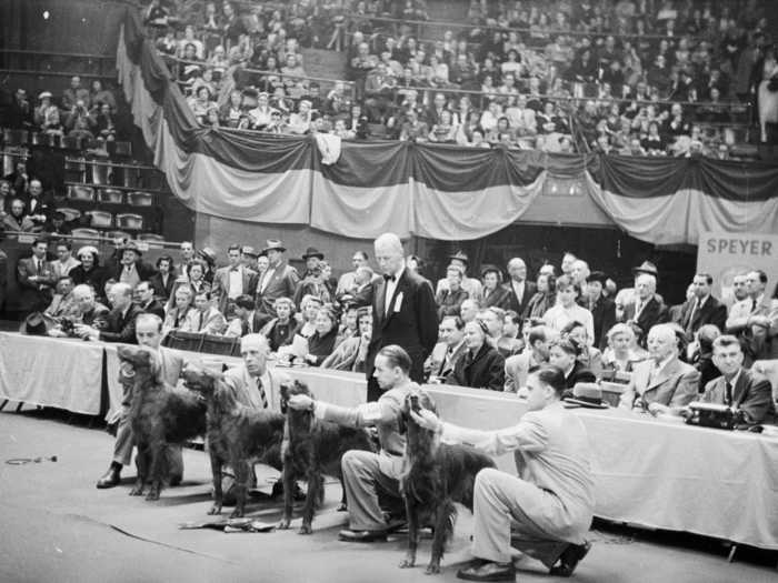 In 1952, the spaniel finalists were judged as thousands of spectators at Madison Square Garden looked on.