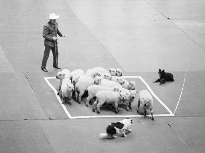Part of the competition used to include herding sheep.