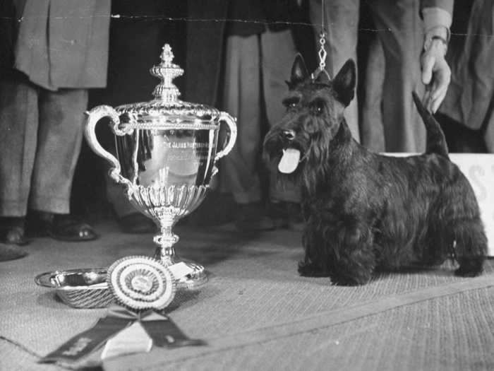 But the overall Best in Show winner in 1945 was none other than this Scottish terrier, Shieling