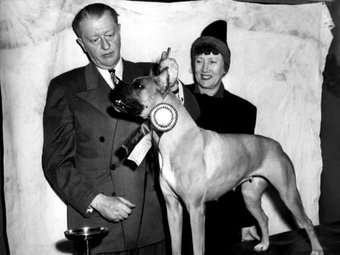 This is Warbride of Mazelaine, who was declared the Best of Breed for boxers in 1945.