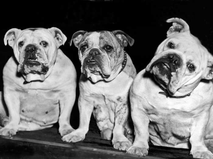 Also in 1937, these three English bulldogs looked a bit perplexed.
