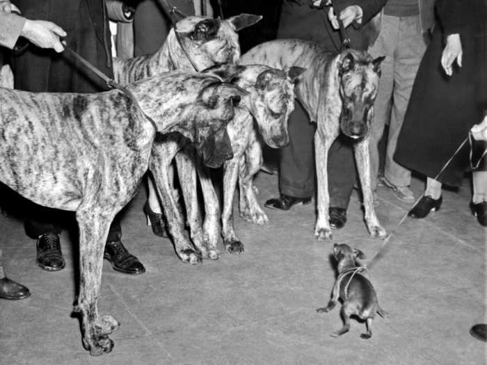 A year later, this miniature Doberman pinscher faced off against four great Danes.