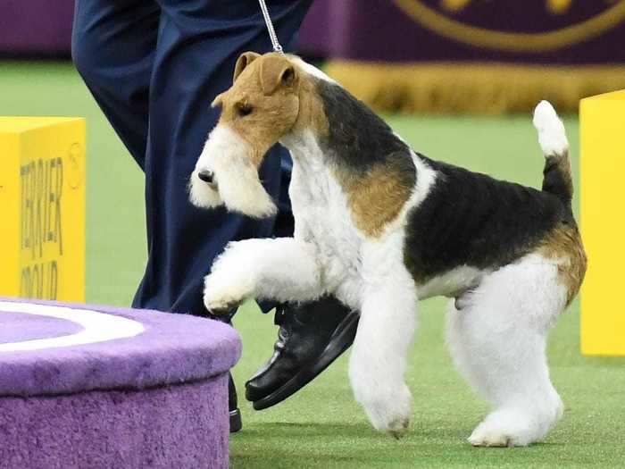 2019: Kingarthur Van Foliny Home, a wire fox terrier