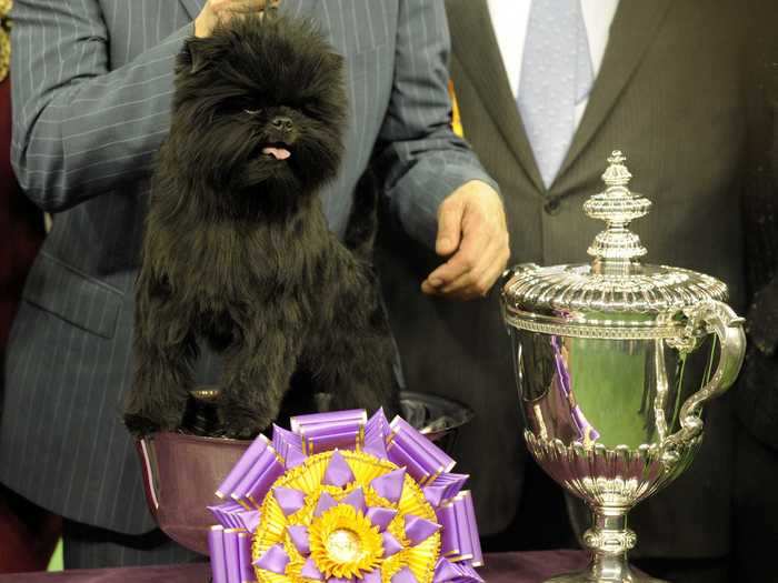 2013: Banana Joe V Tani Kazari, an Affenpinscher