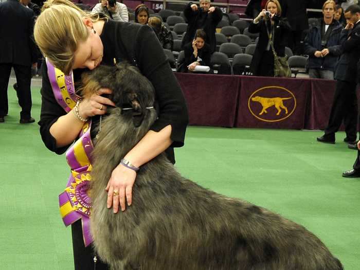 2011: Foxcliffe Hickory Wind, a Scottish deerhound