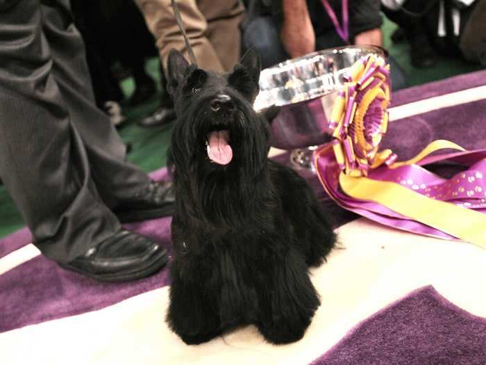 2010: Roundtown Mercedes of Maryscot, a Scottish terrier