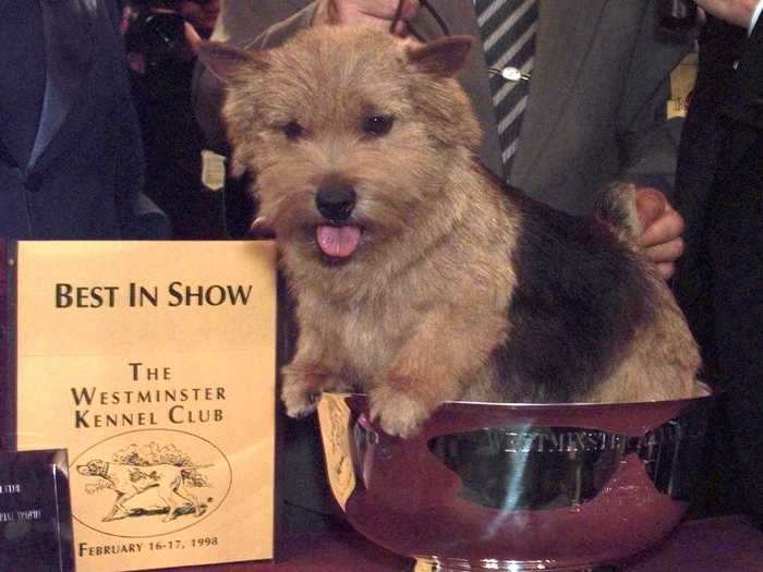 1998: Fairewood Frolic, a Norwich terrier