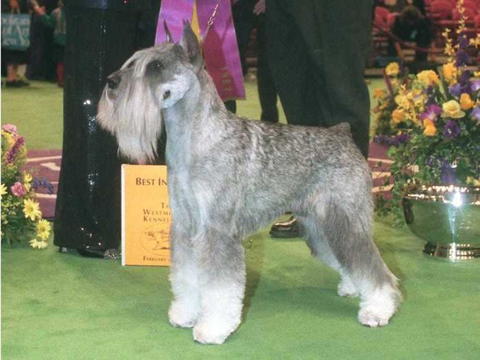 1997: Parsifal Di Casa Netzer, a standard schnauzer