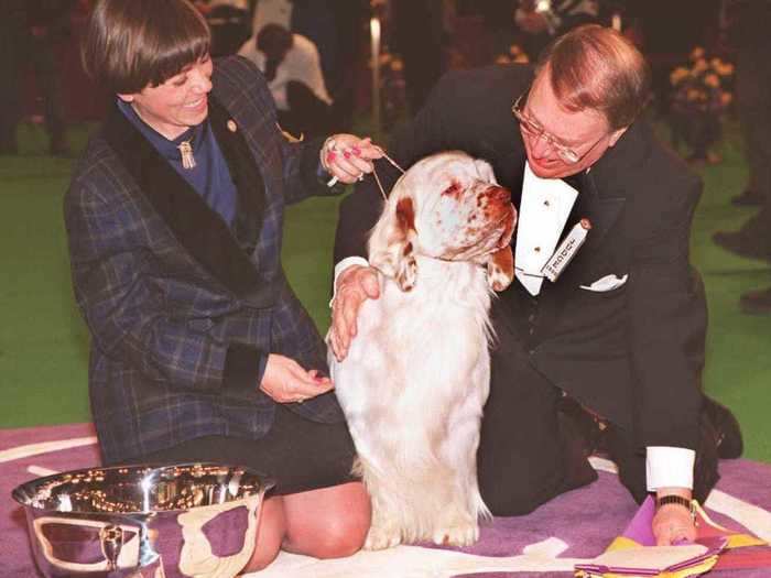 1996: Clussexx Country Sunrise, a clumber spaniel