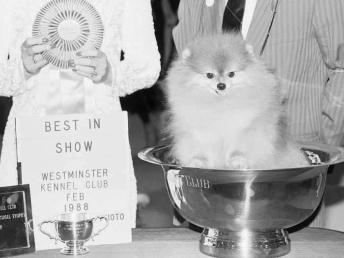 1988: Great Elms Prince Charming II, a Pomeranian