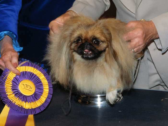 1982: St. Aubrey Dragonora of Elsdon, a Pekingese