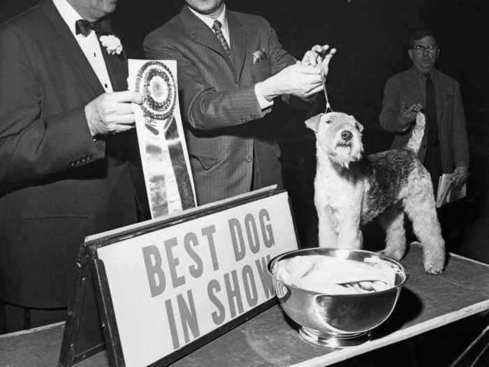 1968: Stingray of Derryabah, a Lakeland terrier