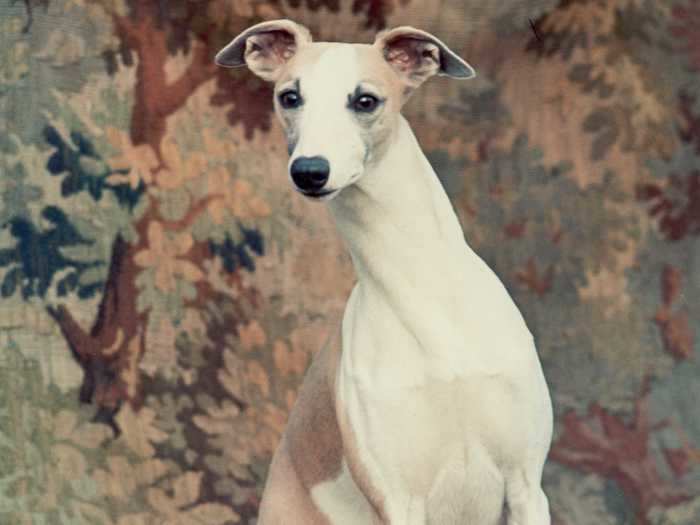 1964: Courtenay Fleetfoot of Pennyworth, a whippet