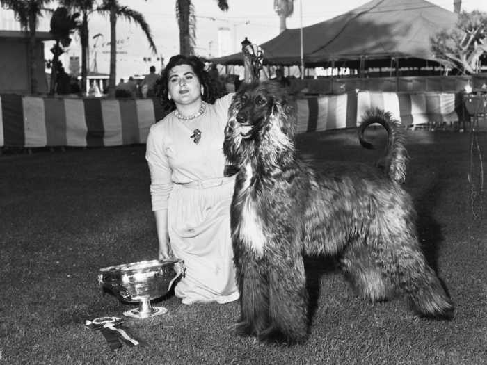 1957: Shirkhan of Grandeur, an Afghan hound