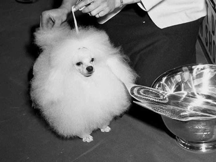 1956: Wilber White Swan, a toy poodle
