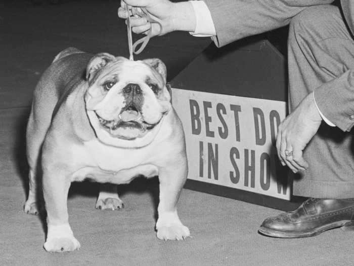 1955: Kippax Fearnought, an English bulldog