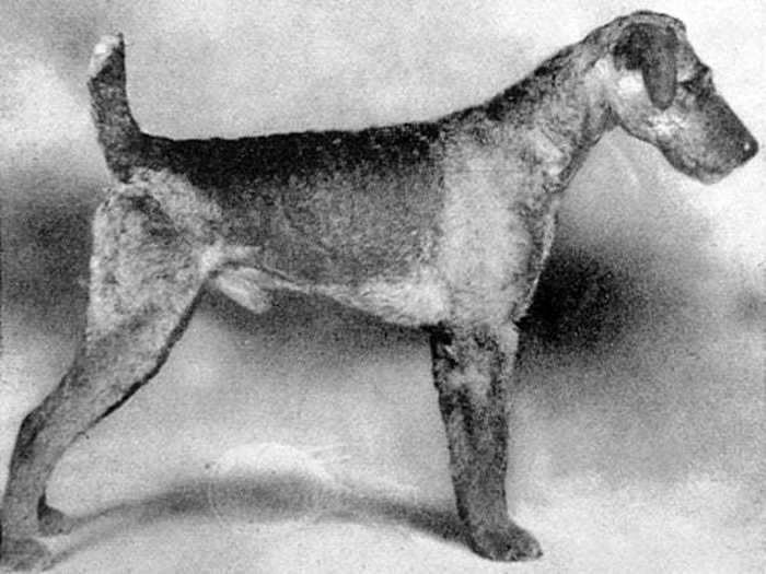 1922: Boxwood Barkentine, an Airedale terrier