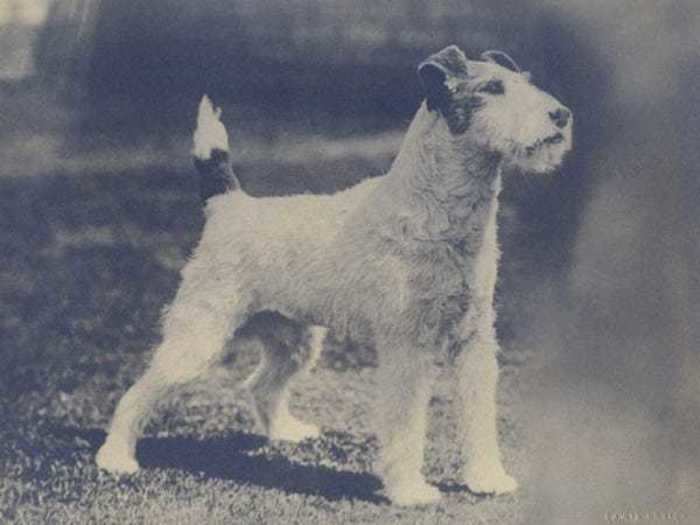 1917 and 1920: Conejo Wycollar Boy, a wire fox terrier