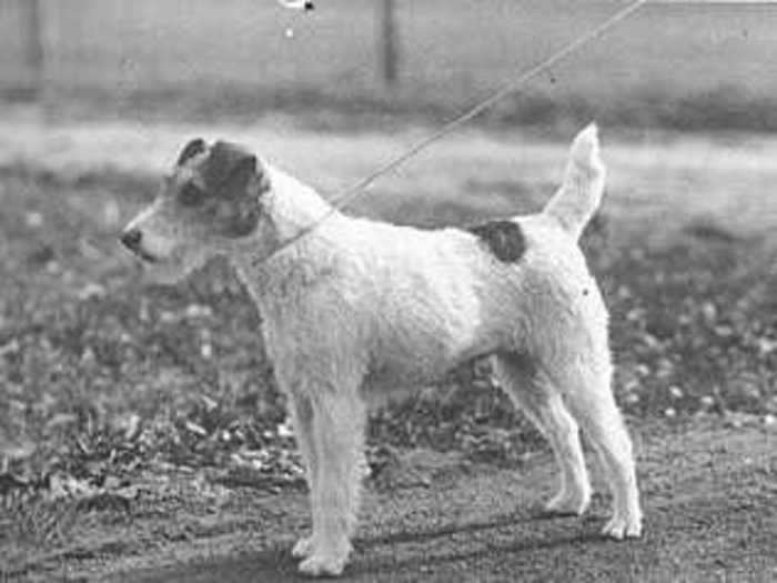 1915 and 1916: Matford Vic, a wire fox terrier
