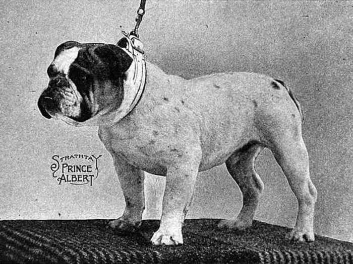 1913: Strathtay Prince Albert, an English bulldog