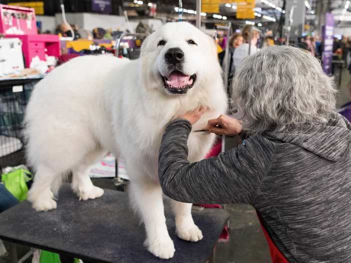 Some of the contestants clearly enjoy the pampering, like this great Pyrenees.